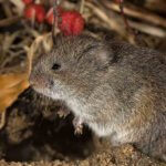 Snow Melt Uncovers Vole Damage  - Loveland Wildlife Control