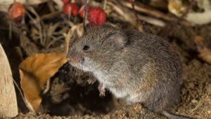 Snow Melt Uncovers Vole Damage  - Loveland Wildlife Control