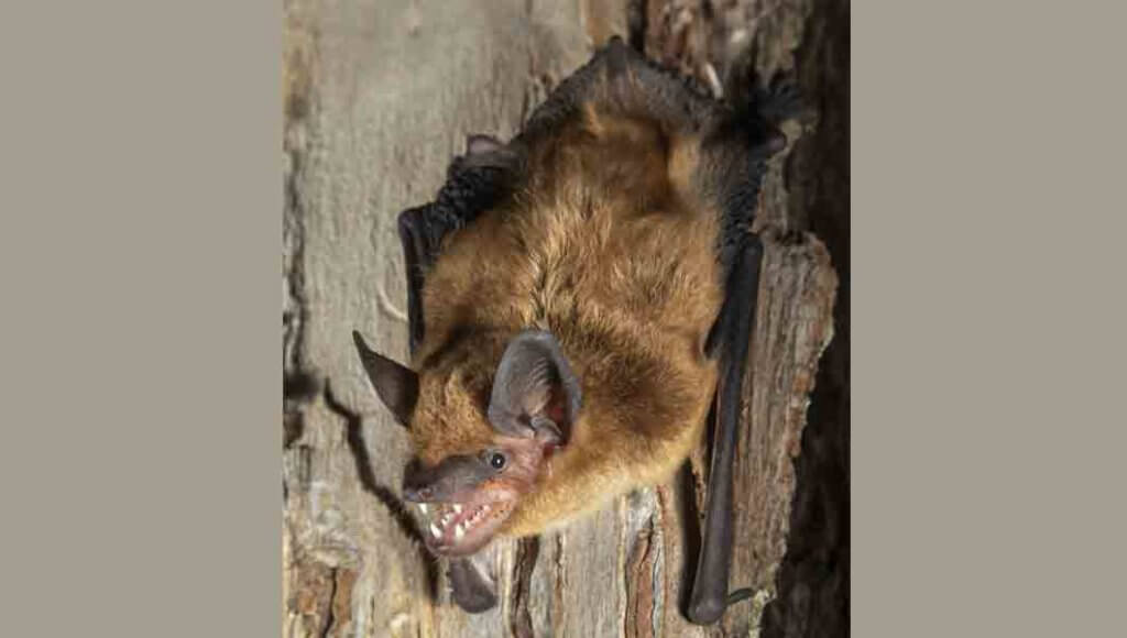 humane animal removal denver