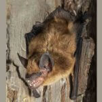 Bats Moving Back into Colorado