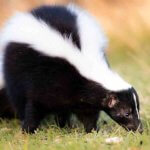 What is the best way to handle skunks found living under a deck in Northern Colorado?