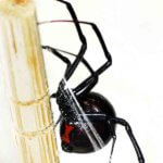 black widow spider - Spider Exterminator Fort Collins