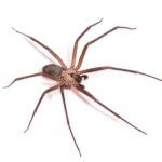 NOCO pest and Wildlife Control spiders - Spider Exterminator Fort Collins