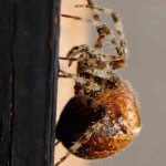 CAt Faced Spider