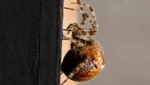 CAt Faced Spider