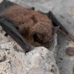 Pest and Wildlife Control Coronavirus