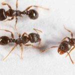 Pest Control Near Me - Ant Pest Control Near Me