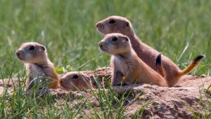 Humane Animal Removal Service Mead CO