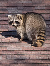 humane animal removal fort collins