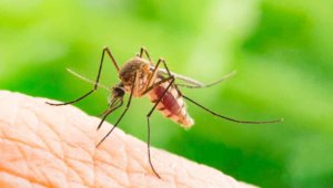 Greeley Pest Control - Mosquito control company Fort Collins