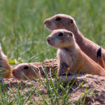 Prairie Dogs - Loveland Wildlife Control