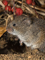 Snow Melt Uncovers Vole Damage 