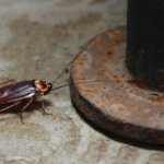 American Coackroach - Exterminator Fort Collins - Exterminator in Loveland