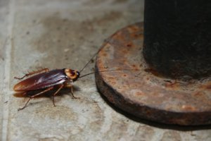 American Coackroach