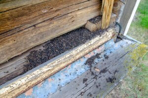 Bat Guano