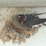 Cliff-SNOCO-pest-and-wildlife-control-wallows - Bird Removal Service Near Me