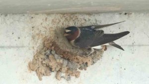 Cliff-SNOCO-pest-and-wildlife-control-wallows