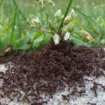 Exterminator Fort Collins - Springtime Bugs in Northern Colorado