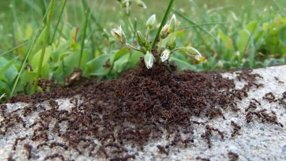 Exterminator Fort Collins
