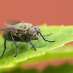 cluster fly - Greeley CO Pest Control Services