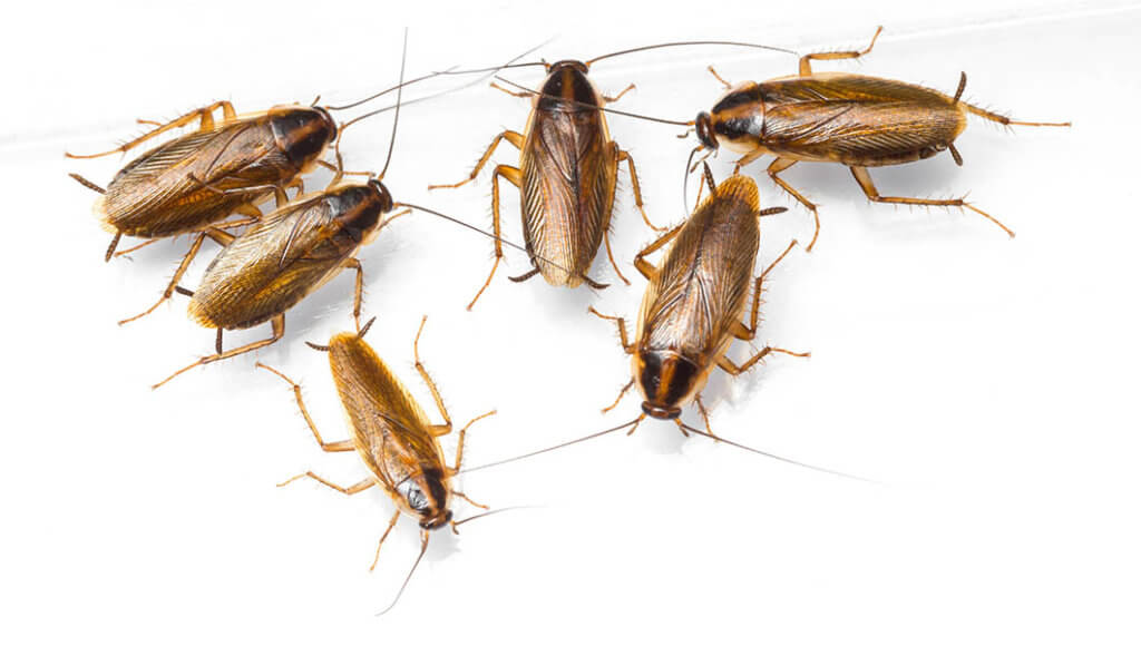 Pest Control Near Me