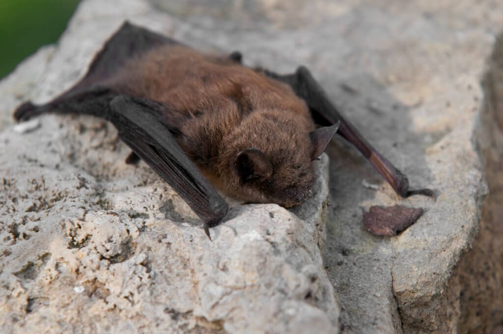Pest control essential services covid-19 Little brown bat