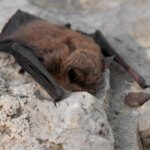 Bats Moving Back into Colorado
