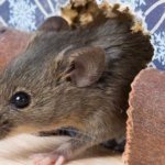 mice damage - Best Pest Control Fort Collins - Commercial Rodent Control Fort Collins CO - Say Goodbye to Pests with the Best Exterminator in Denver - How to get rid of mice in a garage