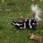 Wildlife Help Near Me