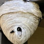 Stinging Insects Exterminator