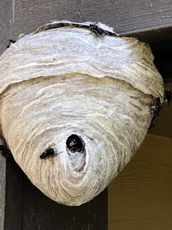 Stinging Insects Exterminator