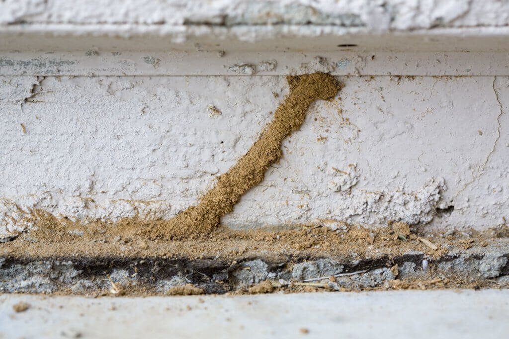 termite damage termites