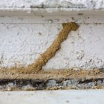 termite damage termites
