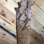 Common pests - termite-damage-photo-by-Northern-Colorado-Pest-Wildlife-Control