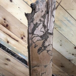 Common pests - termite-damage-photo-by-Northern-Colorado-Pest-Wildlife-Control