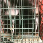 service to trap wildlife