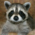 Baby Animal Season in Colorado - Northern Colorado Pest and Wildlife Control