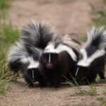 How much does it cost to remove a skunk? - Loveland Wildlife Control - Wildlife Removal Near Me