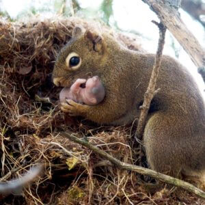 Baby Animal Season in Colorado
