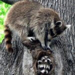 raccoons out during the day - Loveland Wildlife Control