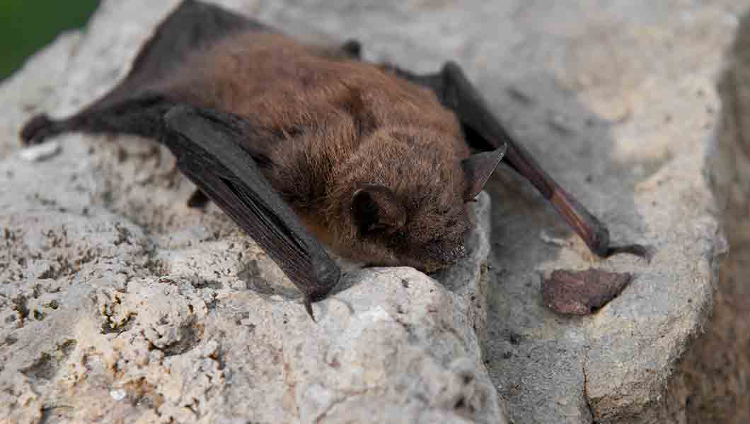 Denver Bat Removal