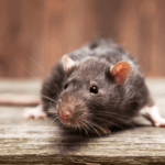 Exterminator Near Me Longmont - LaPorte Pest Control