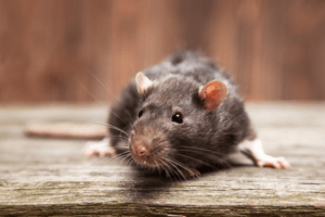 Larimer County Humane Pest Control