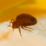 Does Colorado Have A Lot Of Bed Bugs? - Northern Colorado Bed Bug Exterminator - Denver Pest Control