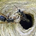 Pest Control Denver Colorado - Hornets NOCO Pest and Wildlife Control