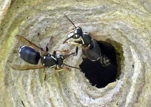 Pest Control Denver Colorado - Hornets NOCO Pest and Wildlife Control