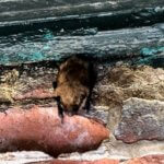 bats NoCo Pest and Wildlife Control - Loveland Wildlife Control