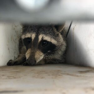 raccoon NoCo Pest and Wildlife Control