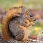 squirrel NoCo Pest and Wildlife Control - How to Remove Squirrels From Attic