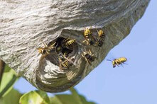 wasp nest NoCO Pest and Wildlife Control